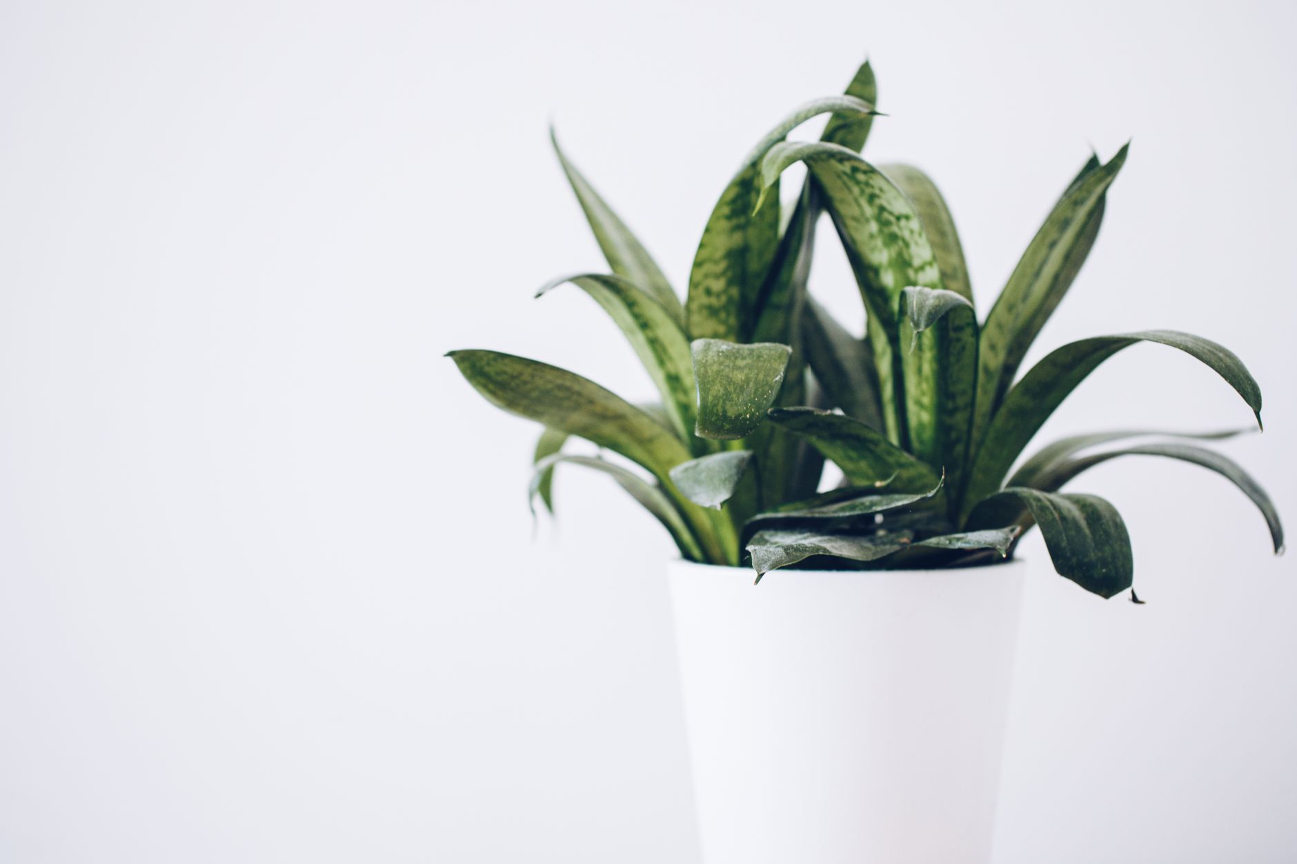 Snake plant in white pot on apartment living room shelf