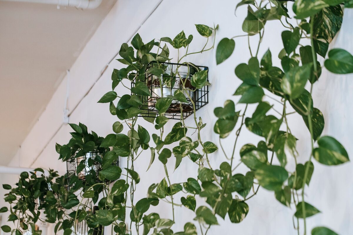 Low-light indoor plants including pothos and snake plant adding warmth to a dark apartment