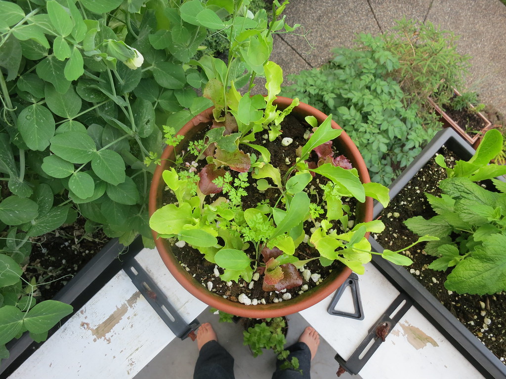 small apartment balcony garden with potted plants going vertical