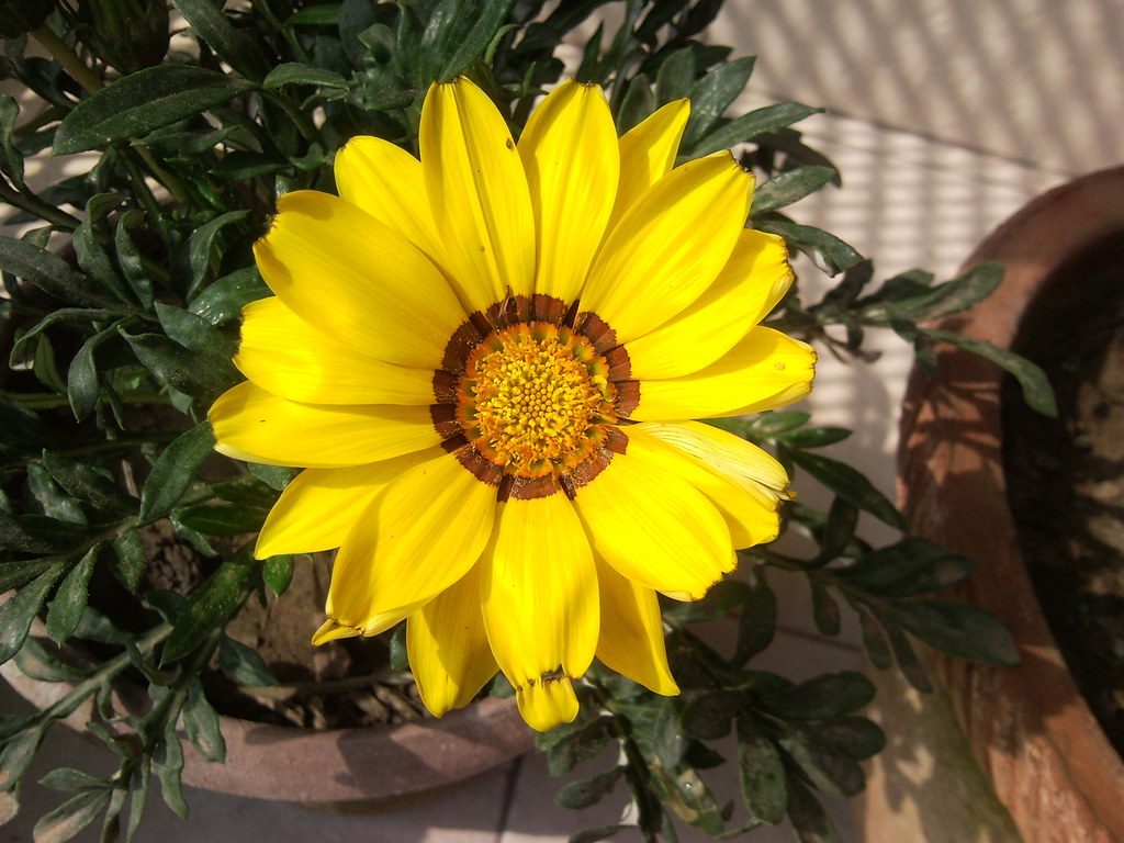 colorful flowers brightening apartment balcony decor ideas small space setup